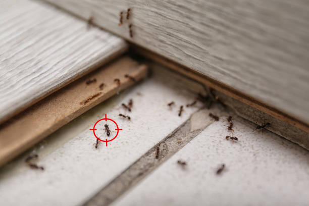 Best Best Pest Control Companies  in Washington, MO