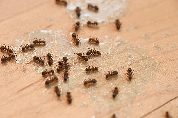 Best Wildlife Control Services  in Washington, MO